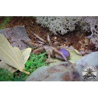 Pseudhapalopus sp blue / Colombian bluebotty tarantula 5fh  RARE (2-3cm)